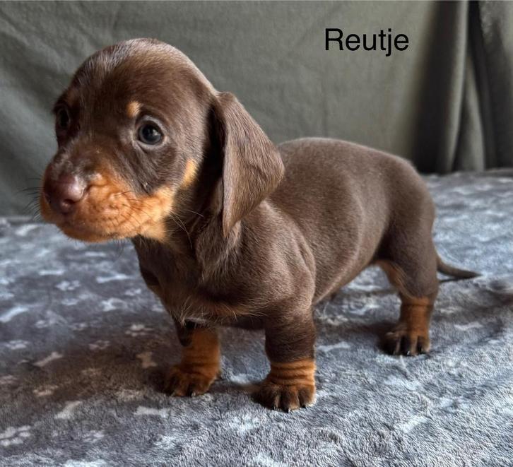 Prachtig nestje Teckel pups choco Tan / black and tan, Dieren en Toebehoren, Honden | Teckels en Dashonden, Meerdere dieren, Korthaar