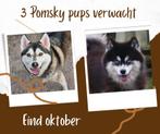 VERWACHT: Nestje van  3 Pomsky pups ( mini husky ), Dieren en Toebehoren, Honden | Poolhonden, Keeshonden en Oertypen, Overige rassen