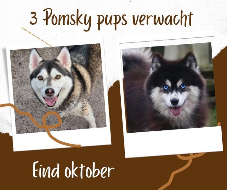 VERWACHT: Nestje van  3 Pomsky pups ( mini husky ), Dieren en Toebehoren, Honden | Poolhonden, Keeshonden en Oertypen, Meerdere dieren