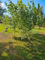 Populieren, Overige soorten, Lente, 250 tot 400 cm, Ophalen