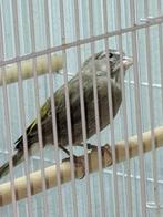 witkeel edelzanger man, Mannelijk, Tropenvogel