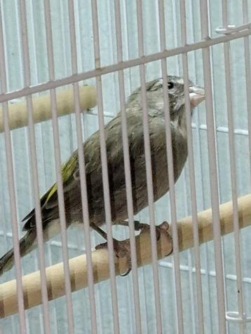 witkeel edelzanger man beschikbaar voor biedingen