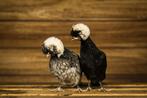 Tamme knuffel kippen | Kuifhoender krielen | Passend advies, Meerdere dieren, Kip