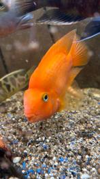 Papegaai cichliden 2 stuks, Vis