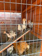 Brahma groot kuikens, Dieren en Toebehoren, Geslacht onbekend, Kip