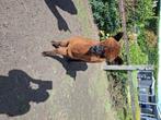 Alpaca, Mei, Mannelijk
