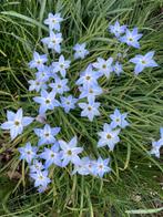 Oude wijfjes, Ophalen of Verzenden, Volle zon