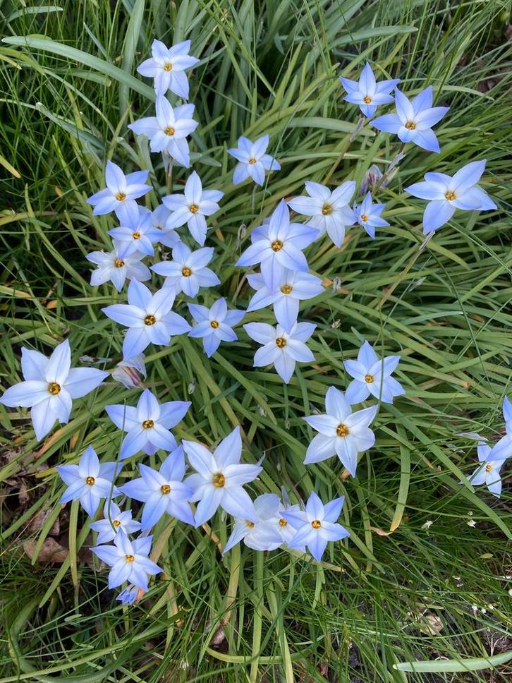 Oude wijfjes, Tuin en Terras, Bloembollen en Zaden, Volle zon, Ophalen of Verzenden