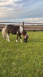 Falabella fokdieren hengst merrie 100%  Stamboek ., Dieren en Toebehoren, Hengst