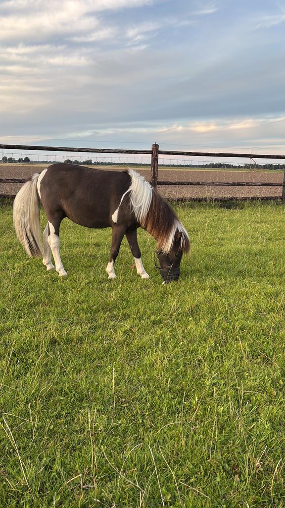 Falabella fokdieren hengst merrie 100%  Stamboek ., Dieren en Toebehoren, Paarden en Pony's | Dekhengsten en Fokmerries, Hengst