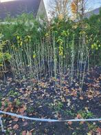 Hibiscus, Vaste plant, Halfschaduw, Zomer, Ophalen