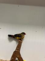 2-0 tijgervink, Mannelijk, Tropenvogel