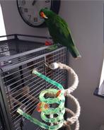 Papegaai gratis op te halen, Dieren en Toebehoren, Mannelijk, Papegaai