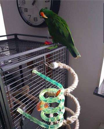 Papegaai gratis op te halen