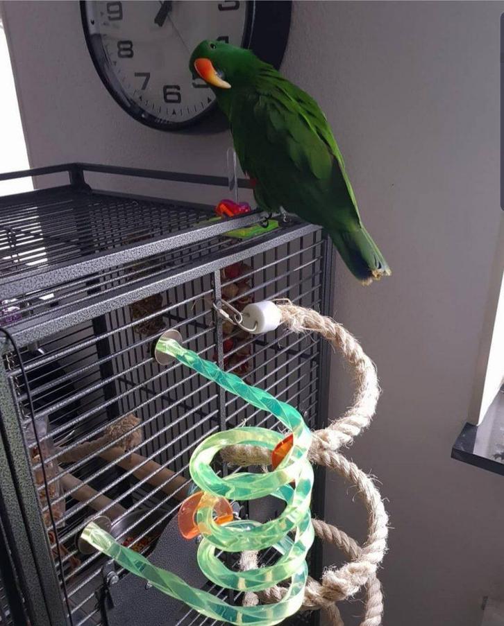 Papegaai gratis op te halen, Dieren en Toebehoren, Vogels | Parkieten en Papegaaien, Papegaai, Mannelijk