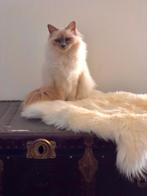 Heilige Birmaan, Kaja, 7,5 jaar oud, Poes, Gechipt, 6 jaar of ouder