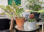 Twee flinke cactussen, Huis en Inrichting, Kamerplanten, Ophalen, Minder dan 100 cm, Volle zon, In pot