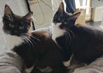 2 prachtige ragdoll poesjes zoeken nog een gouden mandje, Dieren en Toebehoren, Poes, Gechipt, 0 tot 2 jaar