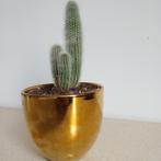 Gleisto Cactus Strausii in Gouden Pot, Ophalen of Verzenden, Cactus, Volle zon, Minder dan 100 cm