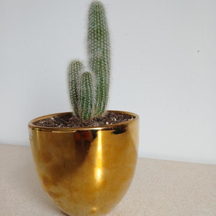 Gleisto Cactus Strausii in Gouden Pot, Huis en Inrichting, Kamerplanten, Cactus, Minder dan 100 cm, Volle zon, Ophalen of Verzenden