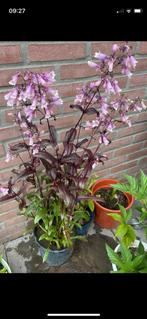Waste plant ,penstemon Digitalis Red, Ophalen of Verzenden, Overige soorten, Halfschaduw