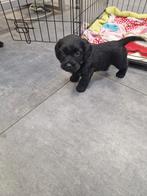 Mooie teckel kruisingen te koop, Dieren en Toebehoren, 8 tot 15 weken, HCC (leverziekte), Meerdere, Meerdere dieren