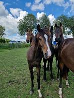 Zeer lieve stoere hoogbenige dressuurhengst van Extreme U.S., Dieren en Toebehoren, Dressuurpaard, 0 tot 2 jaar, Hengst, 170 tot 175 cm