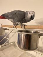 grijs roodstaart van 2015 tam, Dieren en Toebehoren, Mannelijk, Papegaai, Pratend