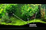 Aquariumplanten pakket S: Javavaren, Cryptocoryne, Javamos, Dieren en Toebehoren, Verzenden, Nieuw, Plant(en), Steen of Hout