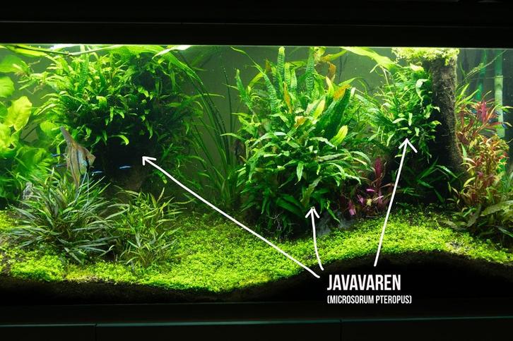 Aquariumplanten pakket S: Javavaren, Cryptocoryne, Javamos, Dieren en Toebehoren, Vissen | Aquaria en Toebehoren, Nieuw, Plant(en), Steen of Hout