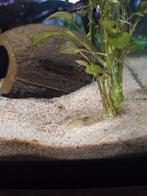 Garnalen doorzichtig, Dieren en Toebehoren, Kreeft, Krab of Garnaal