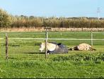 Ponystalling, Dieren en Toebehoren, Stalling en Weidegang, Weidegang