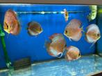 discusvis,discusvissen, Dieren en Toebehoren, Vissen | Aquariumvissen, Vis, Zoetwatervis, Schoolvis