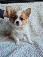 Super lief vlinderhondje (12,5% chihuahua) teefje, Dieren en Toebehoren, 8 tot 15 weken, Teef, CDV (hondenziekte), Eén hond