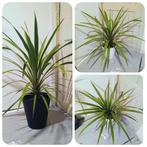 Cordyline kamerplant 100cm breed incl wit of zwarte pot, Huis en Inrichting, Kamerplanten, Ophalen, Overige soorten, In pot, Minder dan 100 cm
