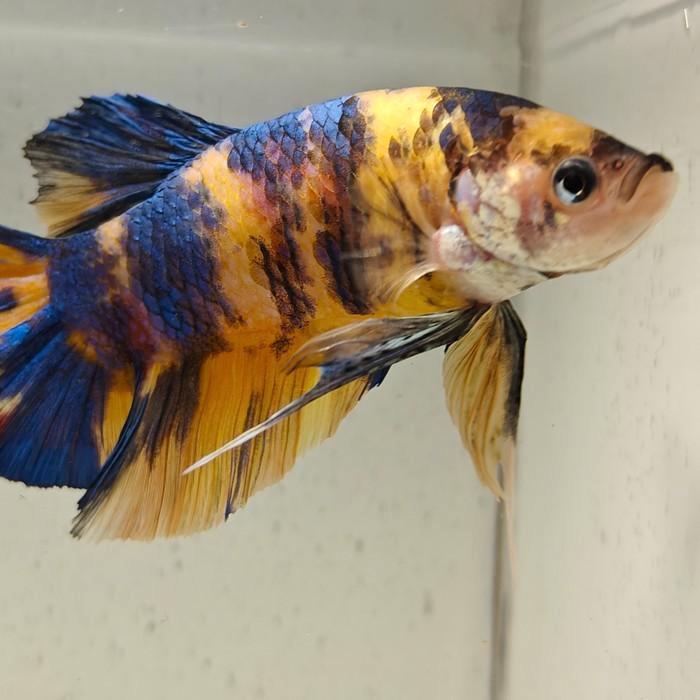 Betta splendens man 01, Dieren en Toebehoren, Vissen | Aquariumvissen, Vis