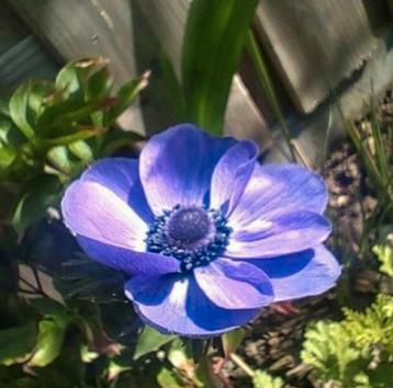 ZADEN Anemoon /Anemone Coronaria gemengde kleuren