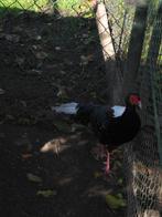 Fazanten, Dieren en Toebehoren, Pluimvee, Meerdere dieren, Overige soorten