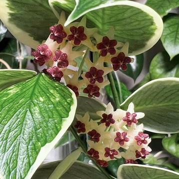 Hoya polyneura ‘outer variegated’ beschikbaar voor biedingen