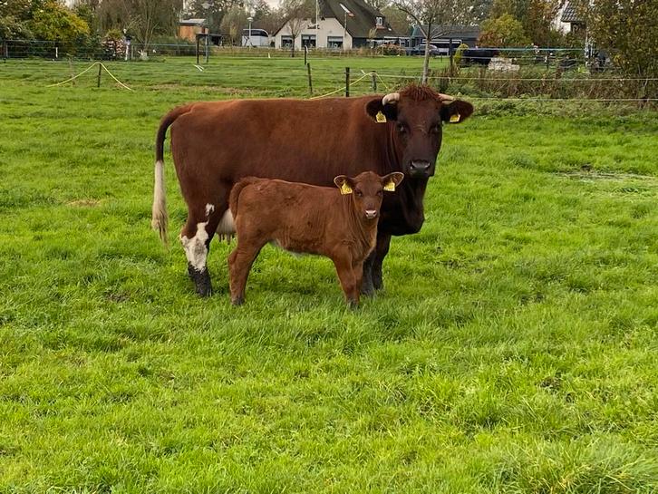 Mooi zoogstel, Dieren en Toebehoren, Runderen, Vrouwelijk, 3 tot 6 jaar