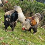 Brahma hanen groot, Dieren en Toebehoren, Pluimvee, Mannelijk, Kip