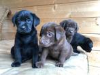 Super leuke vrolijke labrador pups!!!!, CDV (hondenziekte), 8 tot 15 weken, Labrador retriever, Meerdere