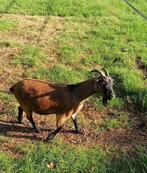 dieren, Dieren en Toebehoren, Schapen, Geiten en Varkens, Vrouwelijk, Geit, 6 jaar of ouder
