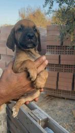 Pup 7, Particulier, Rabiës (hondsdolheid), 15 weken tot 1 jaar, Reu