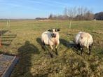 Maasduinen rammen te koop, Dieren en Toebehoren, Mannelijk, Schaap, 0 tot 2 jaar
