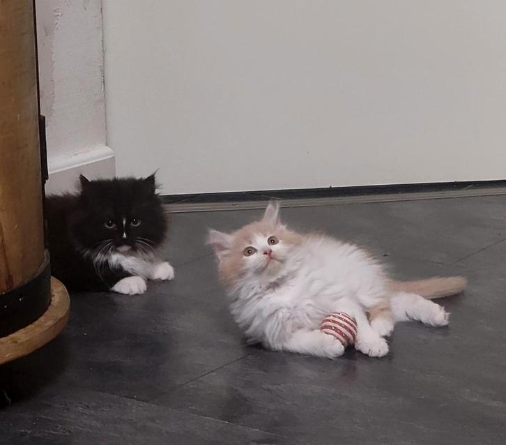 2 Siberische kittens met stamboom., Dieren en Toebehoren, Katten en Kittens | Raskatten | Langhaar, Meerdere dieren, 0 tot 2 jaar