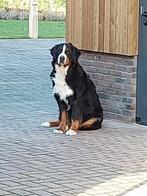 Verwacht: Berner Sennen Pups met stamboom, Dieren en Toebehoren, Parvo, Meerdere, Meerdere dieren, Nederland