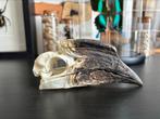 Trompet neushoornvogel schedel, Verzamelen, Dierenverzamelingen, Ophalen of Verzenden, Zo goed als nieuw, Beeldje of Figuurtje