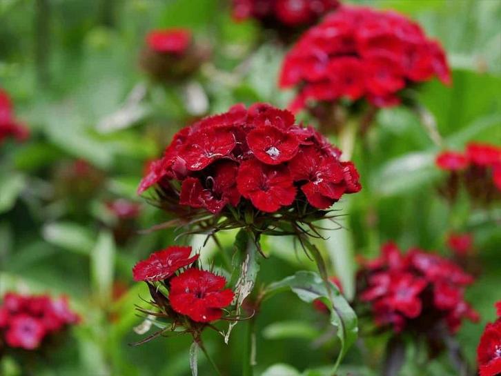 Uit de biologische moestuin: Duizendschoon, rood en gemengd, Tuin en Terras, Bloembollen en Zaden, Zaad, Voorjaar, Halfschaduw