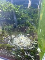 Neocaridina White Pearl "Snowball" garnalen, Dieren en Toebehoren, Kreeft, Krab of Garnaal, Zoetwatervis, Schoolvis